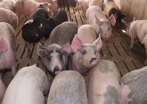 china feber african hog